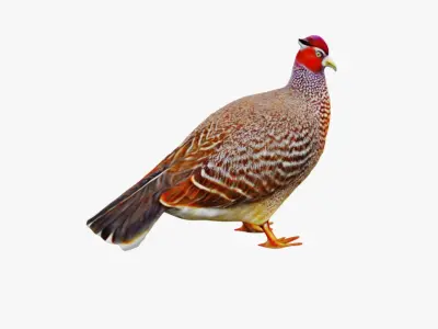 Pheasant Free 3D model
