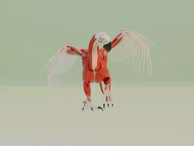 gryphon anatomy 3D model