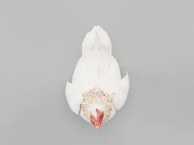 Hen The Chicken 3D model