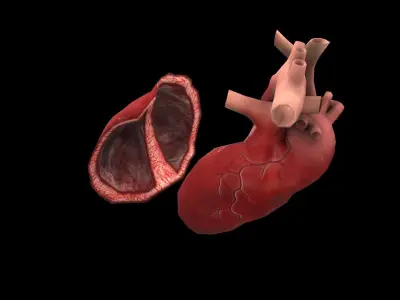 Heart Medical Science Low-poly 3D model