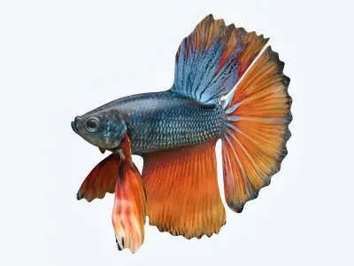Betta Fish 9 3D model