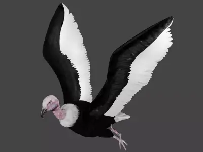 Vulture low poly fully rigged 1 Low-poly 3D model