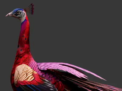 Peacock A1 3D model