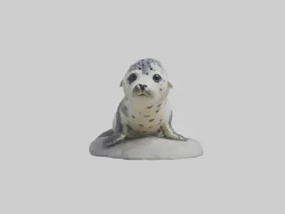 Harbor Seal Pup Model 1 Low-poly 3D model