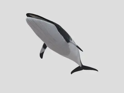 Minke Whale Low-poly 3D model