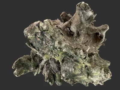 Withered tree trunk 3d scan 3D model