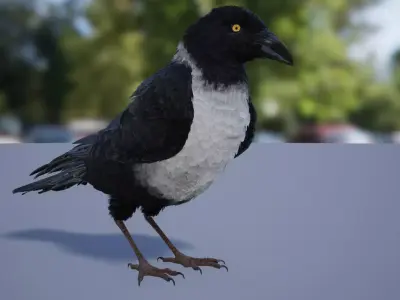 Ravens and Crows Low-poly 3D model