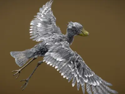 Shoebill  3D model