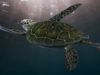 Realistic Sea Turtle Rigged for Cinema 4D 3D model