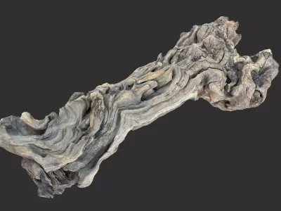3d scan of the tree trunk 3D model
