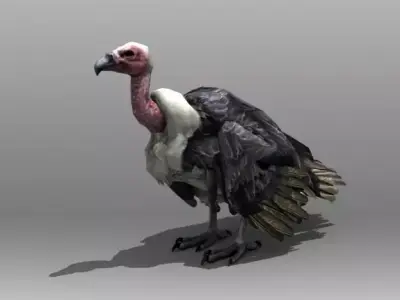Vulture turkey Low-poly 3D model