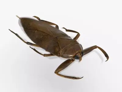 4K Giant Water Bug Low-poly 3D model
