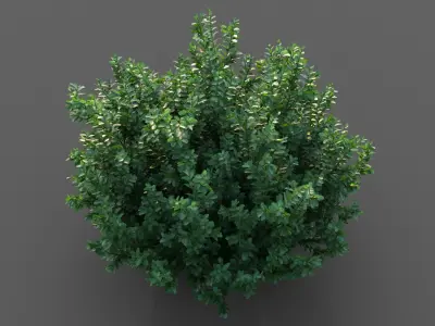 XfrogPlants Spindles - Euonymus Fortunei 3D model