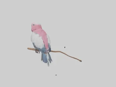 Galah Parrot perched model 3D model