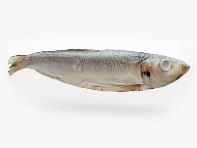 Atlantic herring 3d scan 3D model