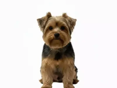 My Little Yorkie DOG  Yorkshire Sentado Adoravel Model 3D model