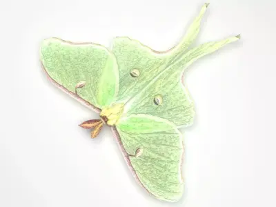 Luna Moth 3D model