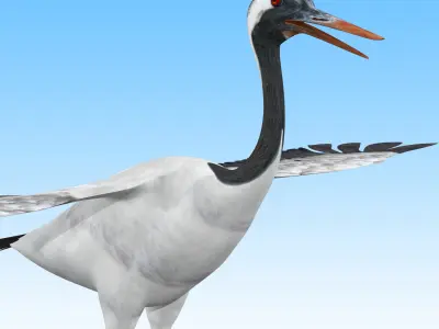 Red crowned Crane Bird Low-poly 3D model