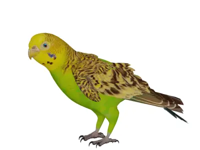 Budgerigar Parrot Bird Low-poly 3D model