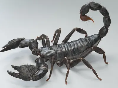 Black Emperor Scorpion Rigged Xgen 3D model