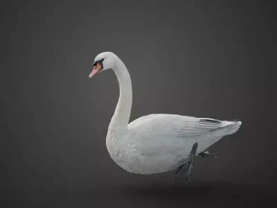 Mute Swan Animated VFX Grace 3D model