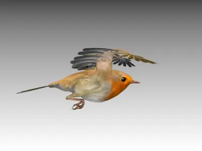 Robin Low-poly 3D model