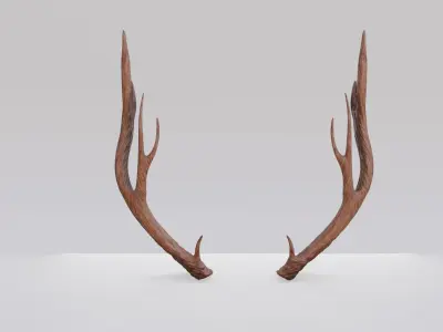 Deer Antlers Free 3D model