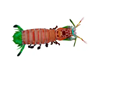 Mantis Shrimp Low-poly 3D model