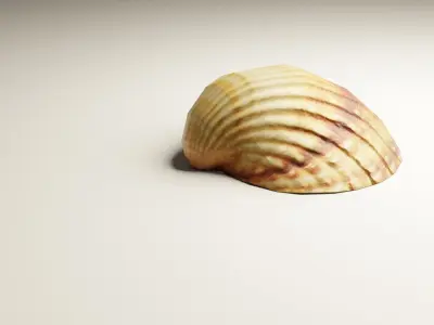 3D-Scanned Seashells - 2nd Set of 3 Low-poly 3D model