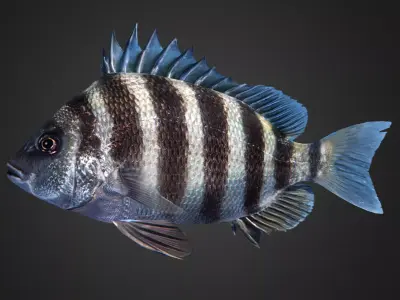 Sheepshead fish Animated 3D model