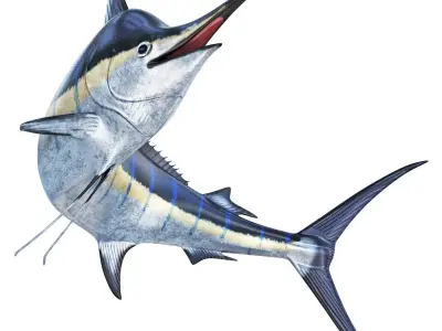 Marlin fish 3D model