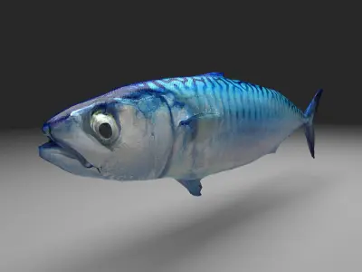 Mackerel fish  little tuna 3d model Low-poly 3D model