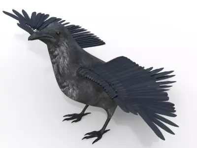 Raven Bird Rigged 3d model Free 3D model