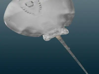 Stingray Fish Rig Low-poly 3D model