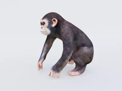 Monkey Free 3D model