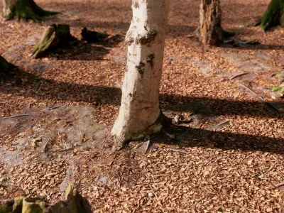 European Beech 02 3D Scanned Animated 3D model