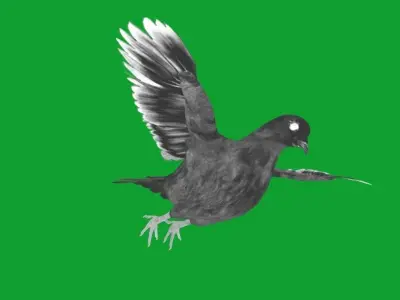 White-winged Dove Bird  Low-poly 3D model