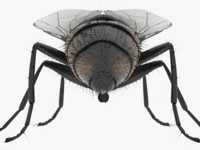 Realistic Housefly Low-poly 3D model