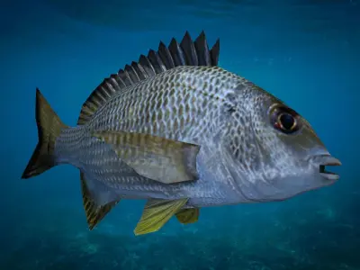 Bream Fish Lowpoly 3D Gaming model Low-poly 3D model