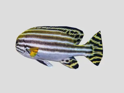 Striped sweetlips Low-poly 3D model