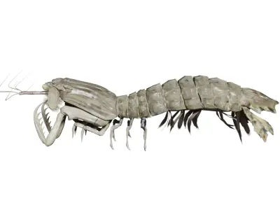 animated mantis shrimp 3D model