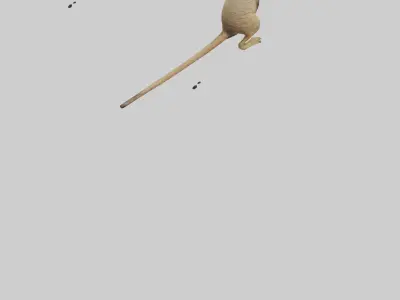 Meerkat cub watching model Low-poly 3D model