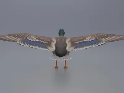 Duck Bird Low-poly 3D model