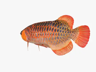 Arowana fish Low-poly 3D model