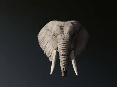 Elephant 3D head with tusks Free 3D model