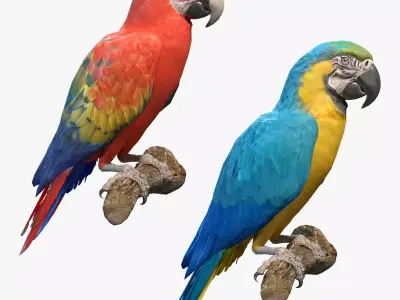 Macaw Collection perched on branch 3D model