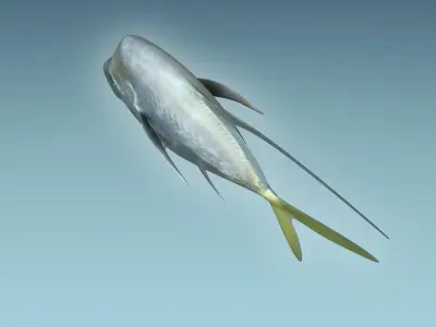Selene Fish 3D model