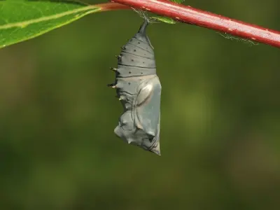 Chrysalis 4 moth on leaf Low-poly 3D model