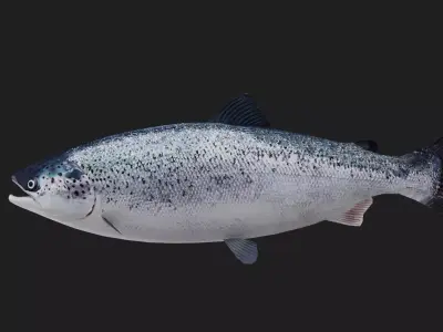 Trout Low-poly 3D model