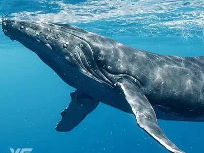 Humpback Whale VFX Grace 3D model